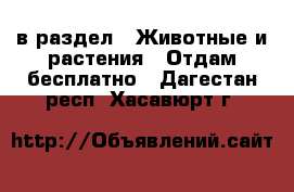  в раздел : Животные и растения » Отдам бесплатно . Дагестан респ.,Хасавюрт г.